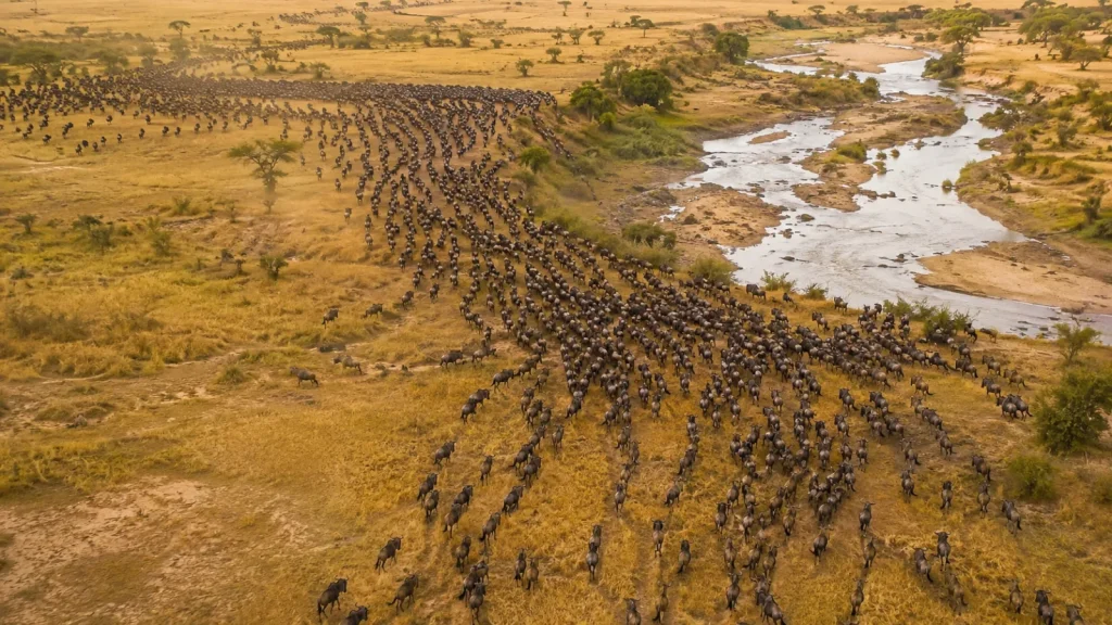 Great Migration Aerial Abstract