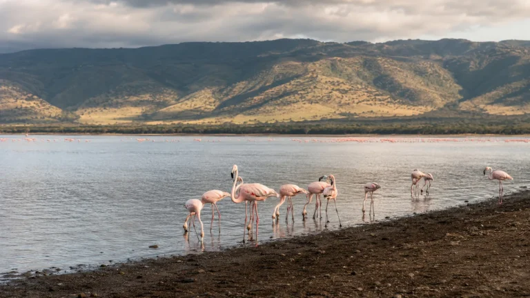 Lake Nakuru Flamingo Shore