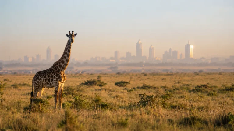 Nairobi skyline beyond the national park