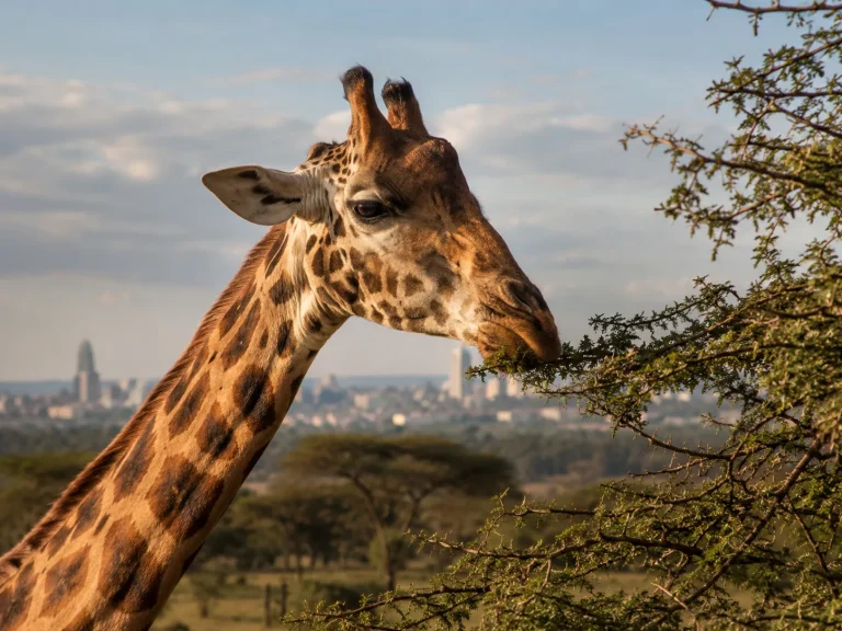 Giraffe At Nairobi Edge