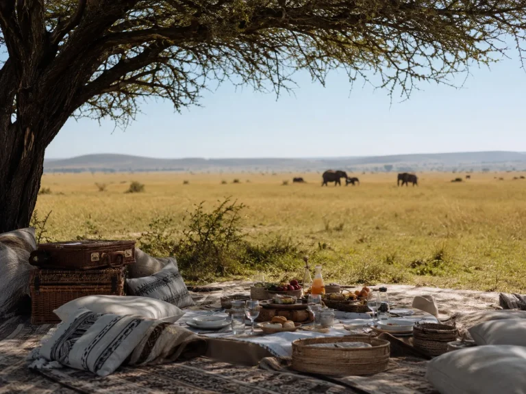 Mara Picnic Under Acacia