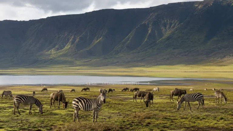 Ngorongoro Crater Floor