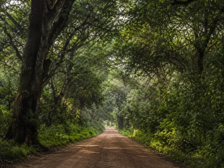 Lake Manyara Forest Road