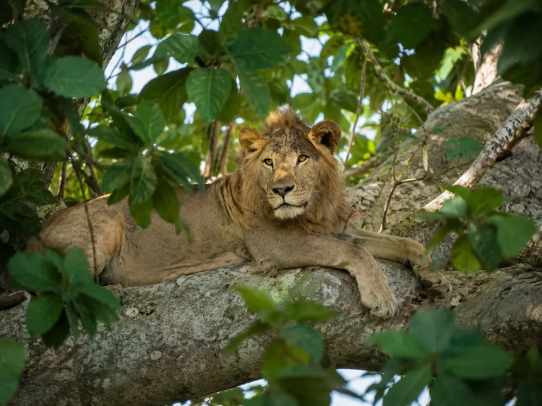 Ishasha Fig Tree Lions