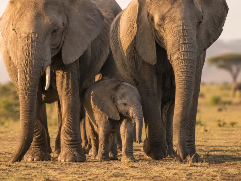 Elephant Calf Protected