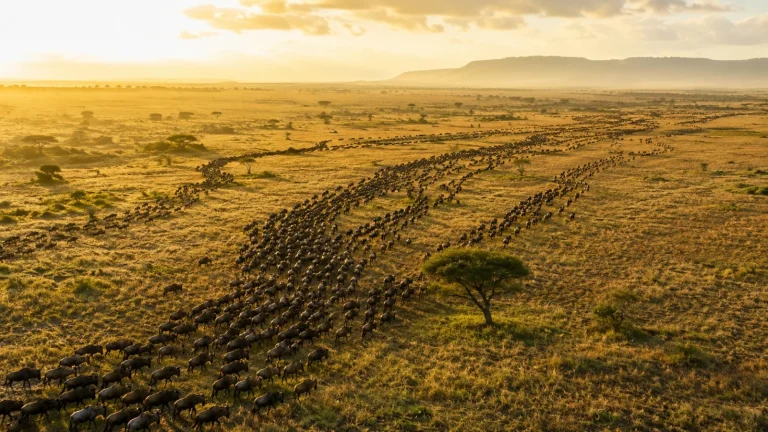 Wildebeest Herd Lines