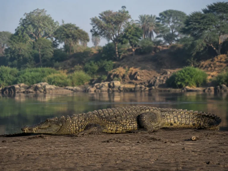 Crocodile Riverbank