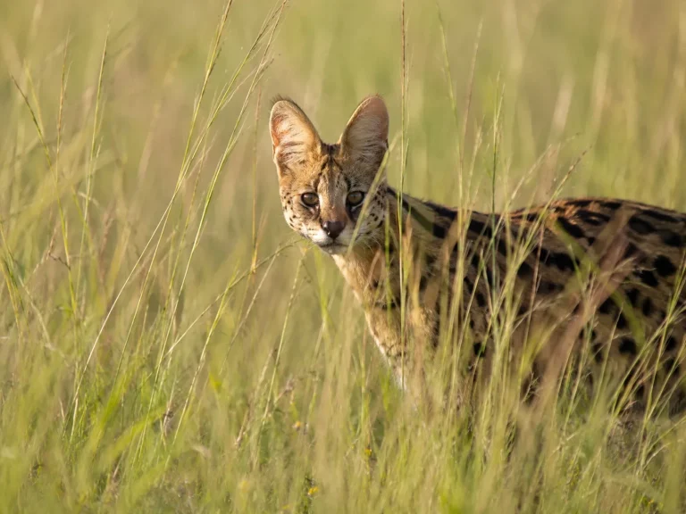 Serval In Tall Grass