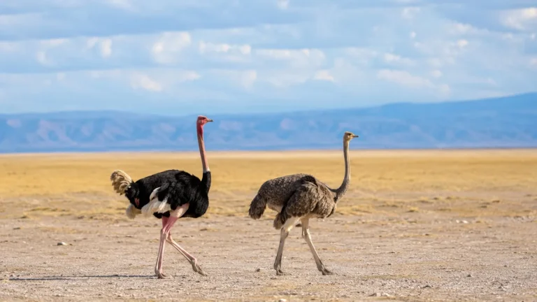 Ostrich Pair On Plains