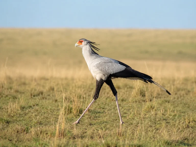 Secretary Bird Striding
