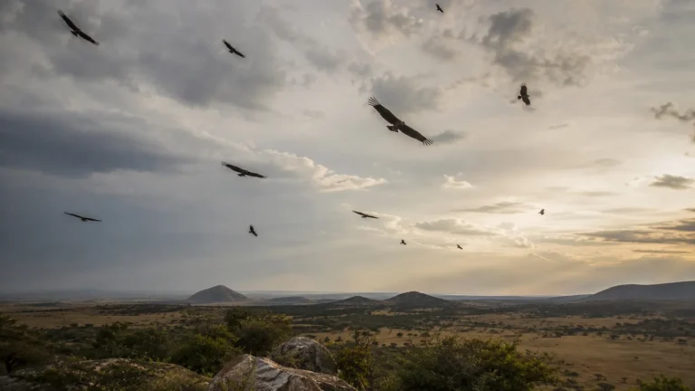 Vulture Conservation Image
