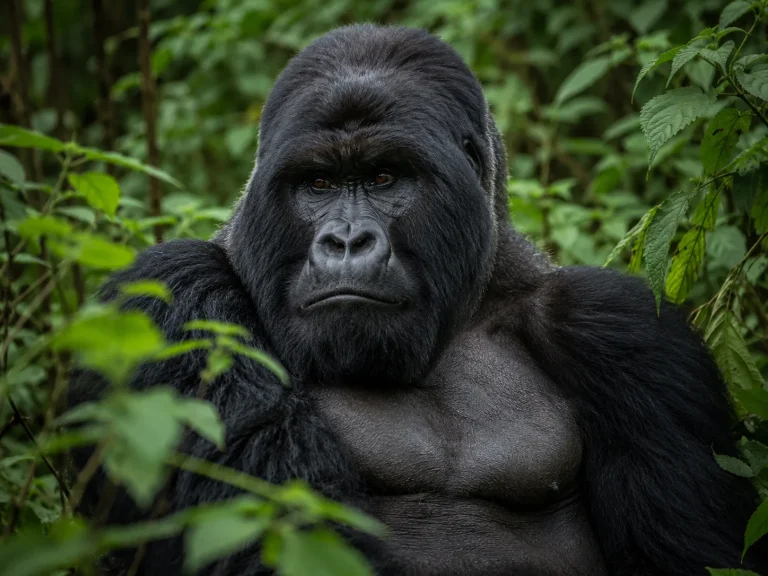 Gorilla Silverback Calm