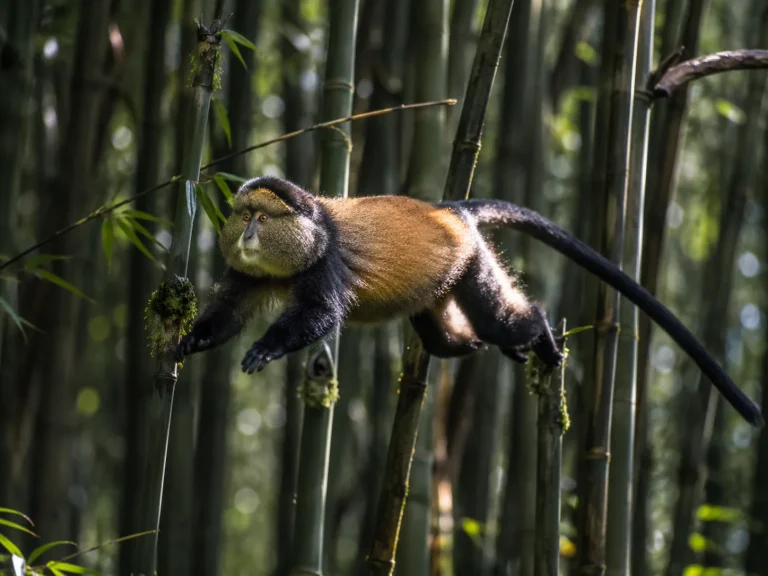Golden Monkey Bamboo