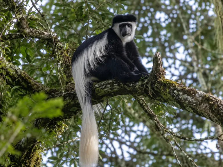 Colobus Monkey Canopy