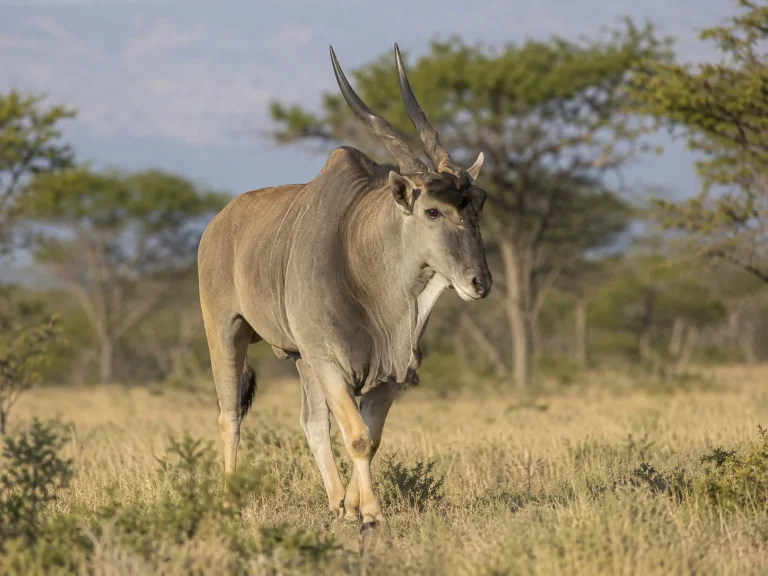 Eland In Open Country