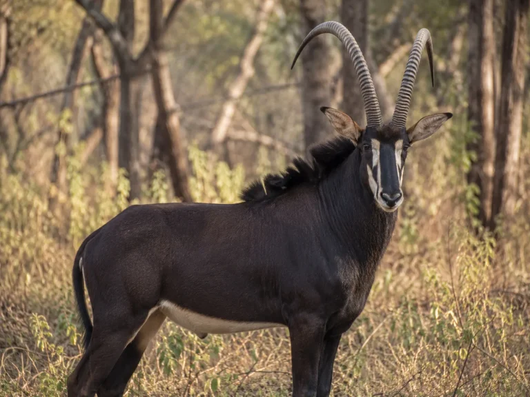 Sable Antelope Portrait