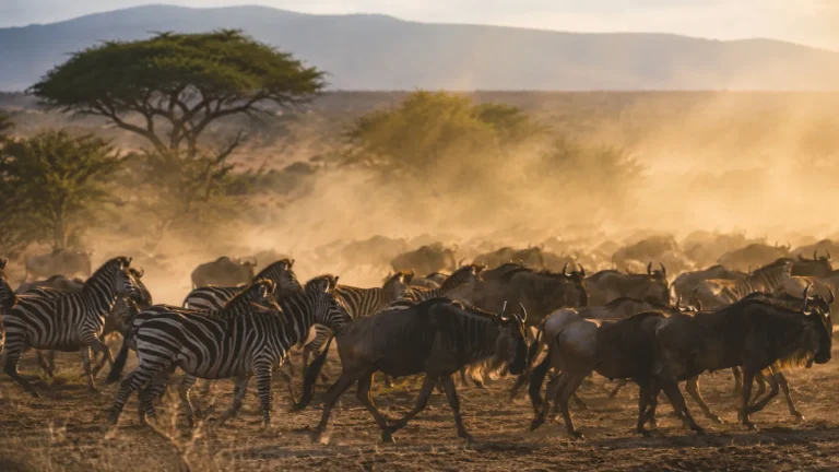 Migration Dust Trail