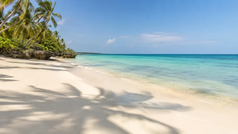 Diani Palm Shadows
