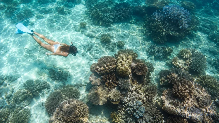 Watamu Coral Garden Snorkel