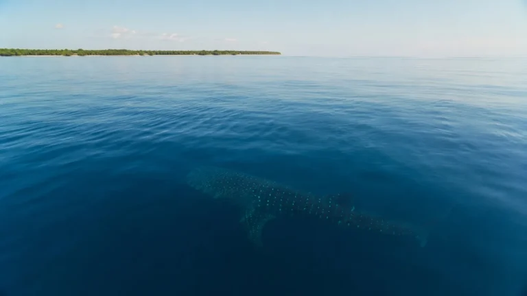 Mafia Island Whale Shark Mood