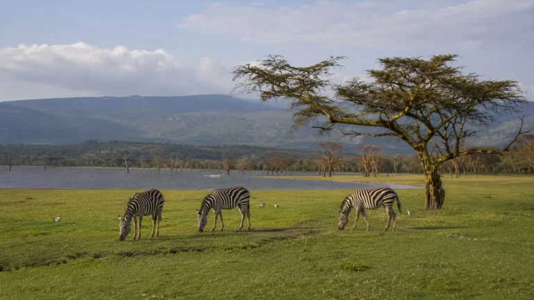 The Great Rift And Mara Collection