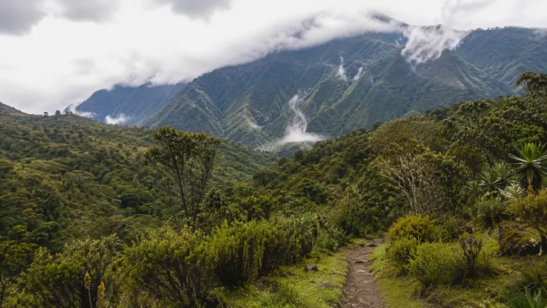 Mt. Rwenzori National Park