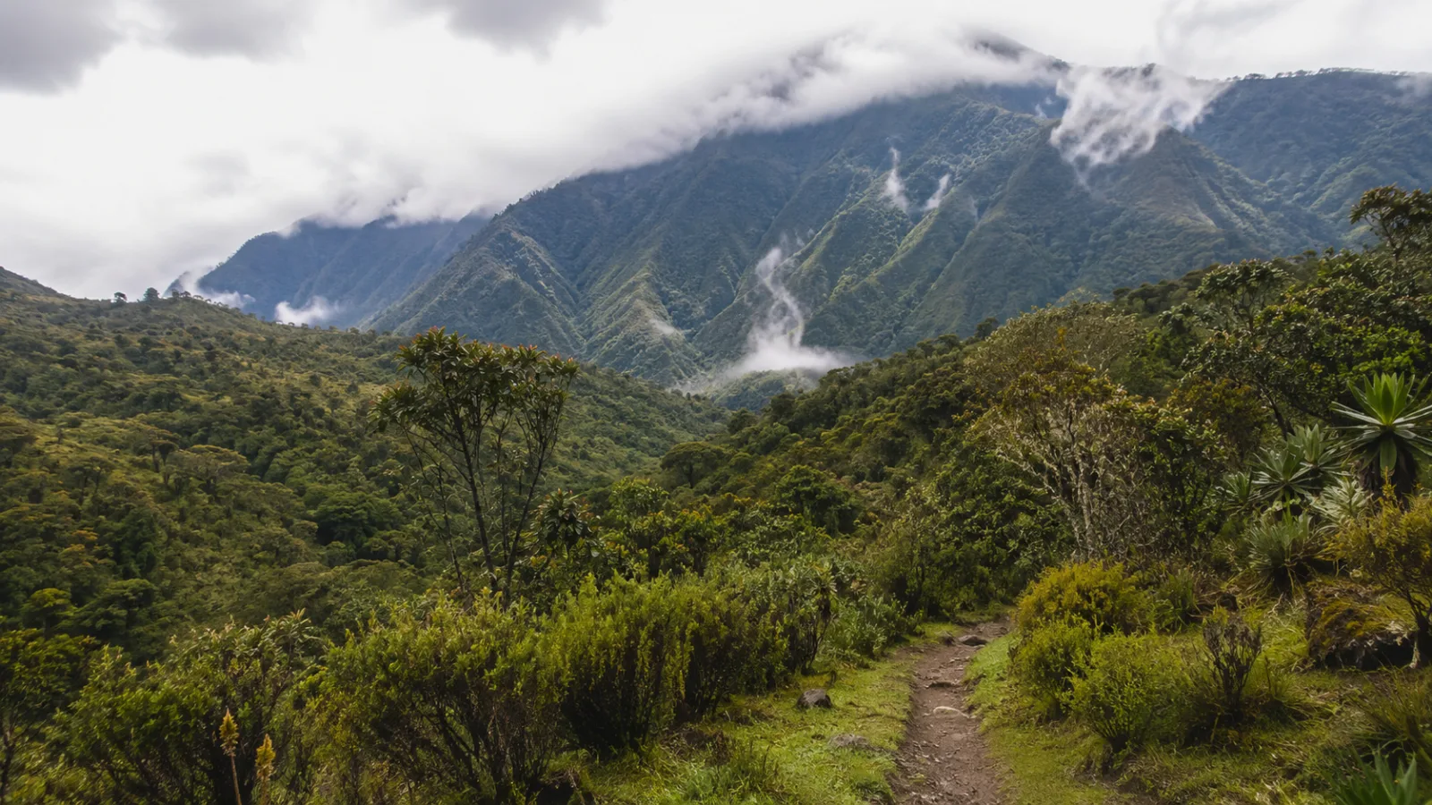 Mt. Rwenzori National Park