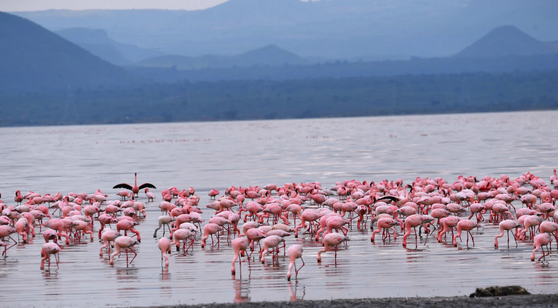 Shimba Hills Safari Experience