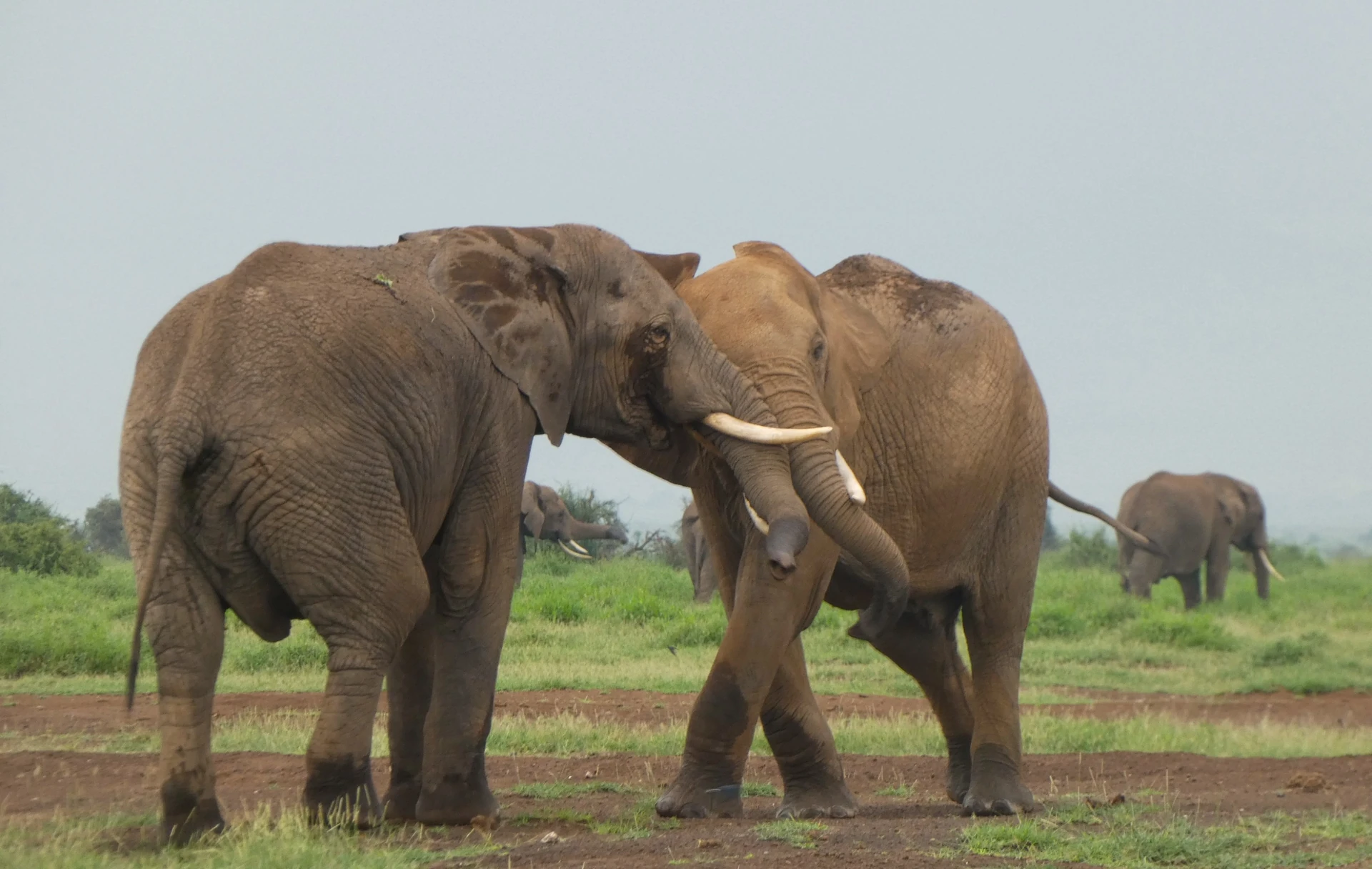 Kakamega Rainforest Adventure
