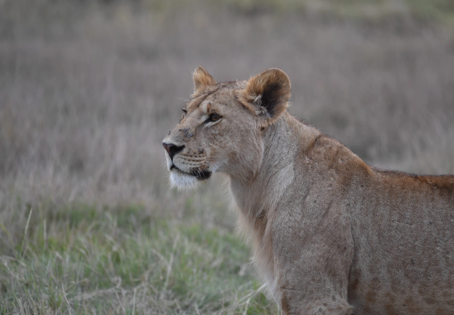 Lake Naivasha & Hell’s Gate Adventure