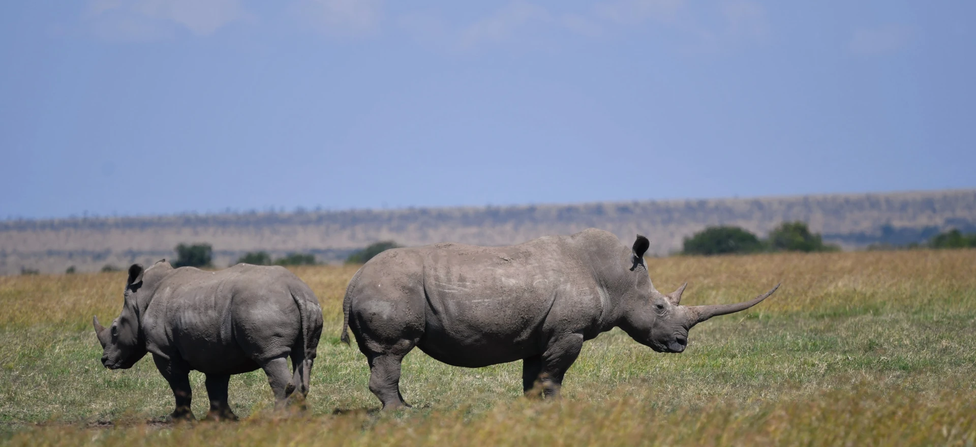Ol Pejeta Rhino & Chimpanzee Safari