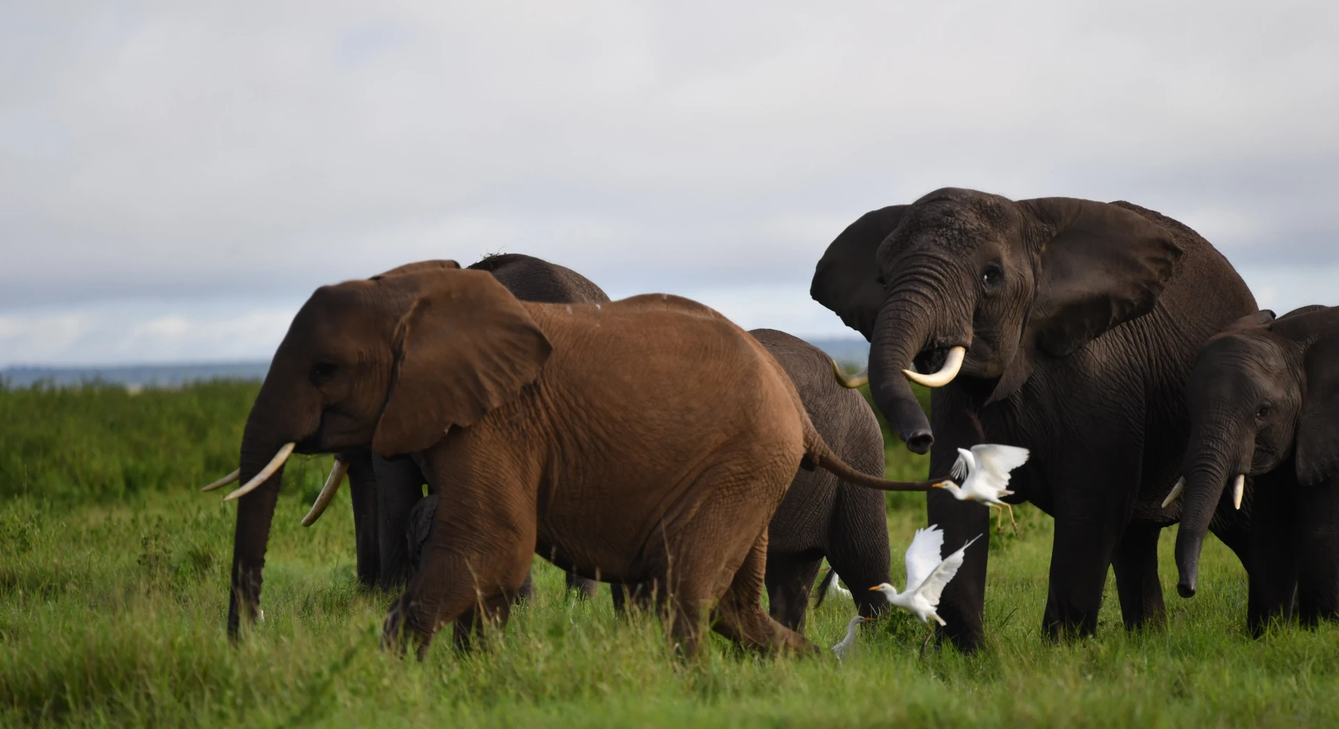 Classic Amboseli Safari