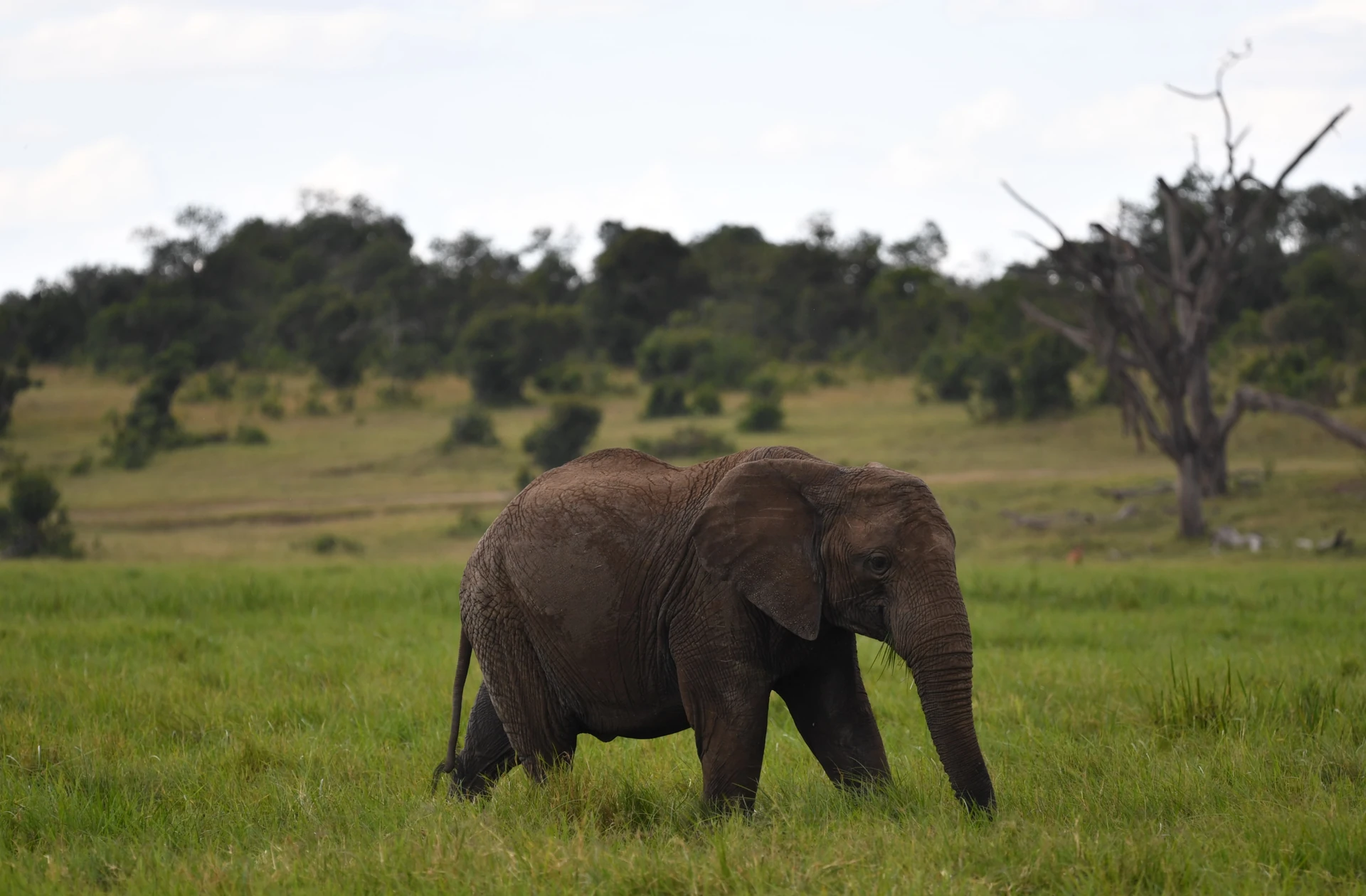 Sweetwaters & Mount Kenya Escape