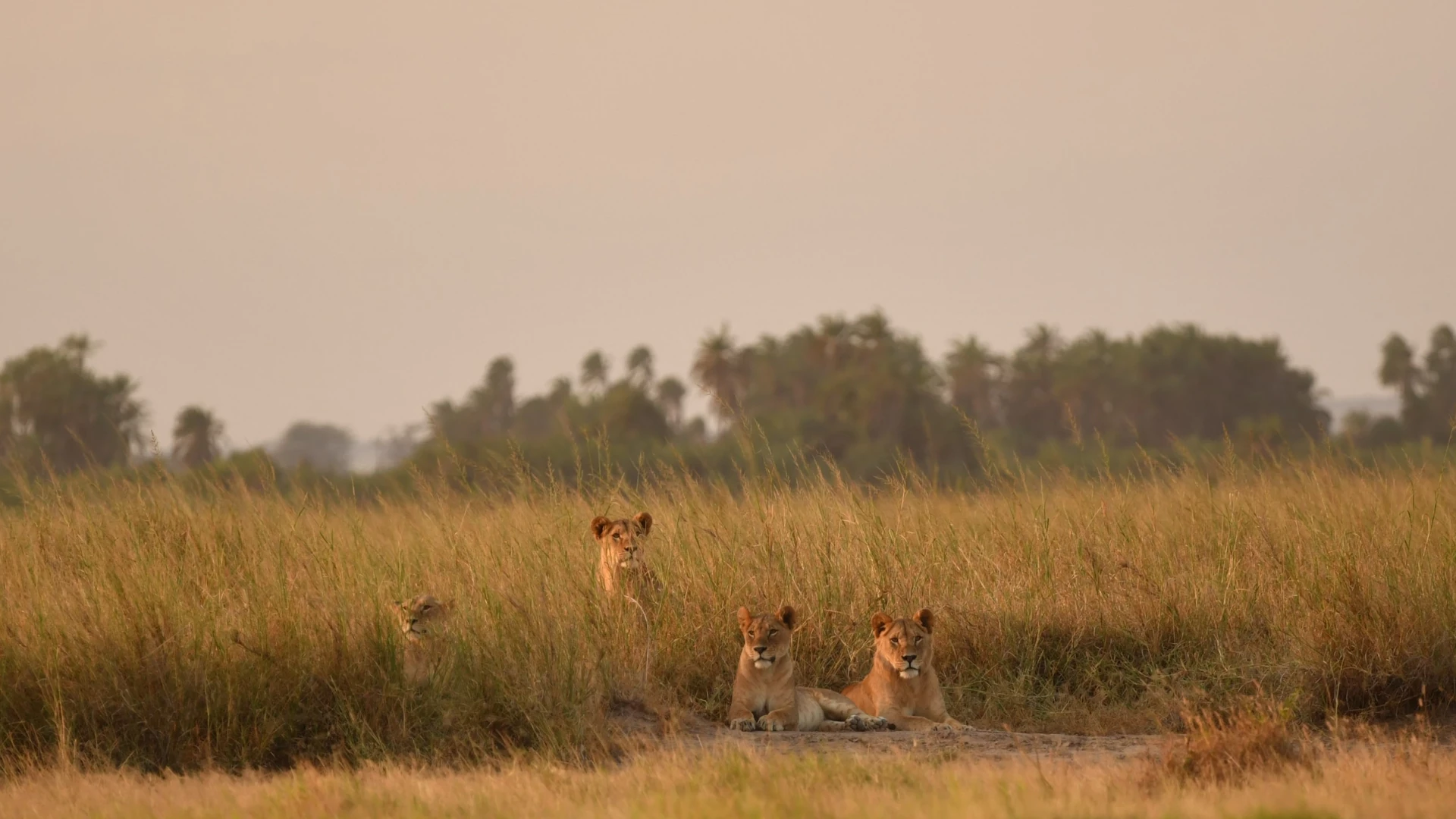 Classic Masai Mara Safari