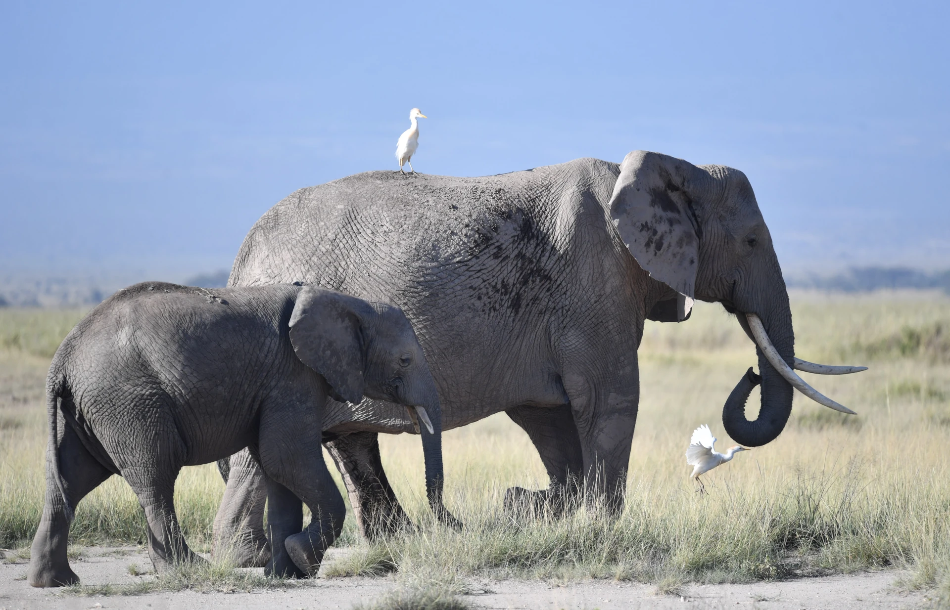 Amboseli & Tsavo Explorer