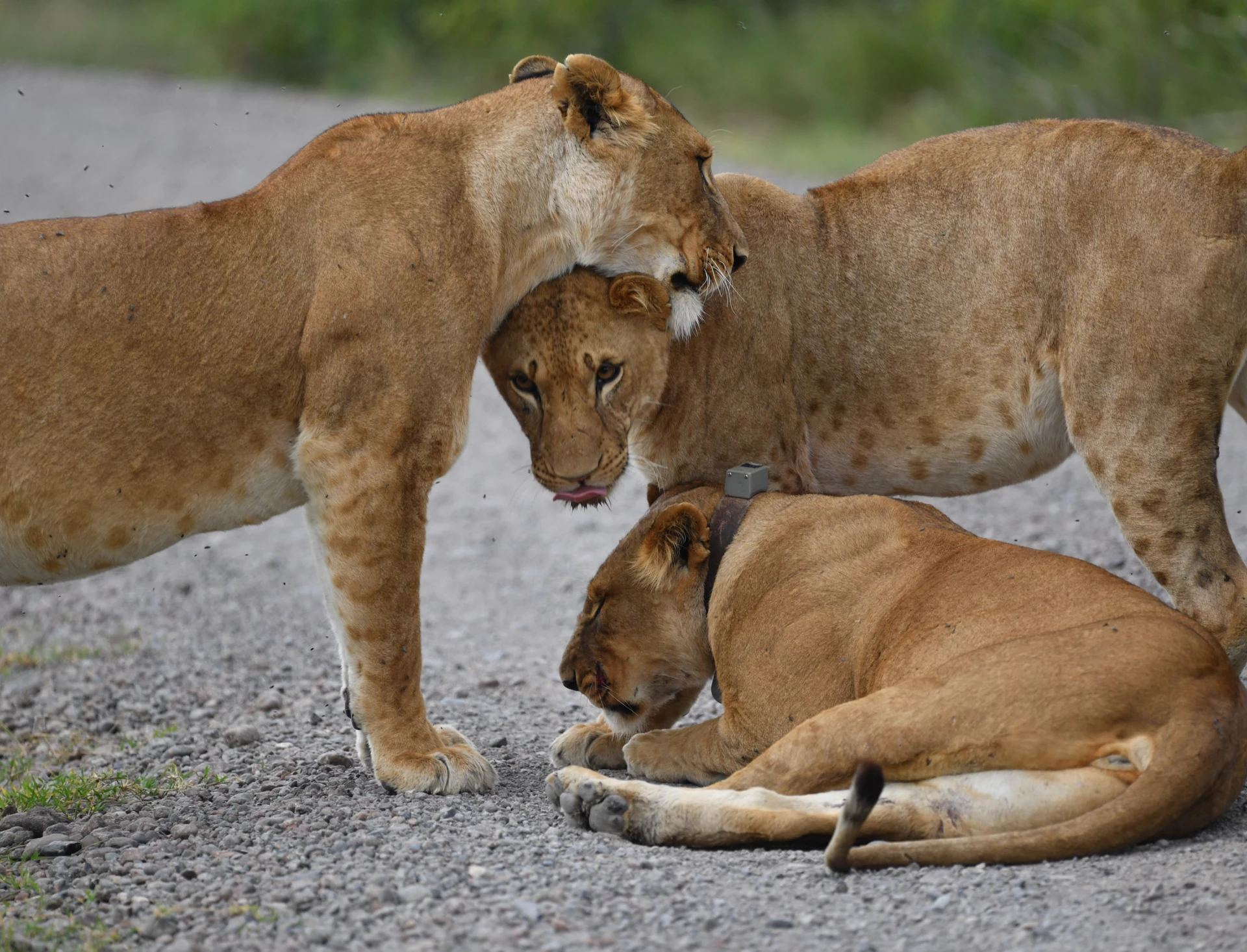 Laikipia Wildlife Adventure