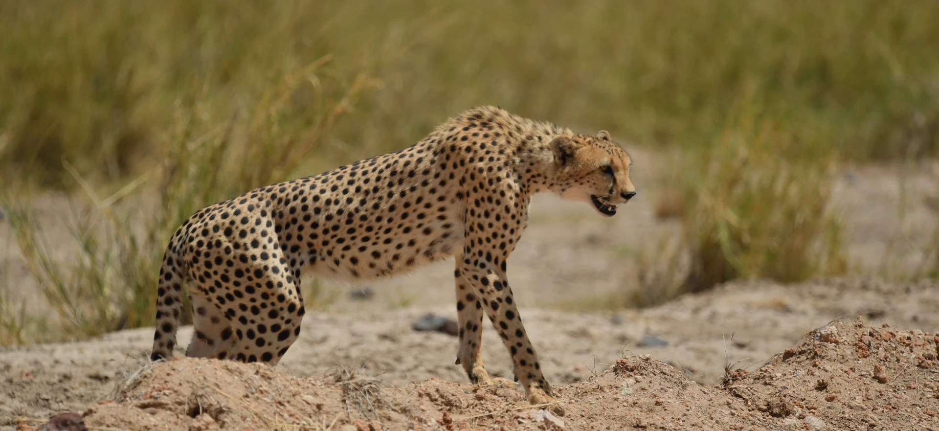 Classic Kenya Wildlife Safari