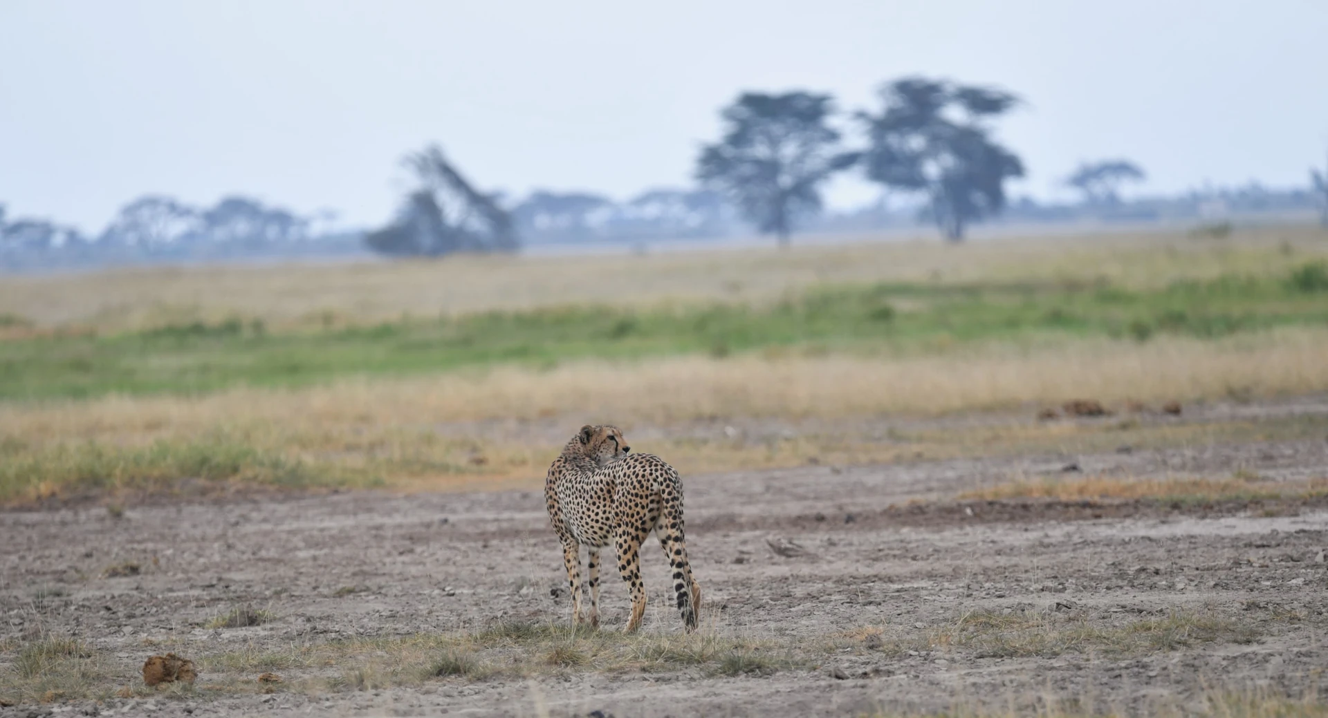 Southern Kenya Safari Circuit