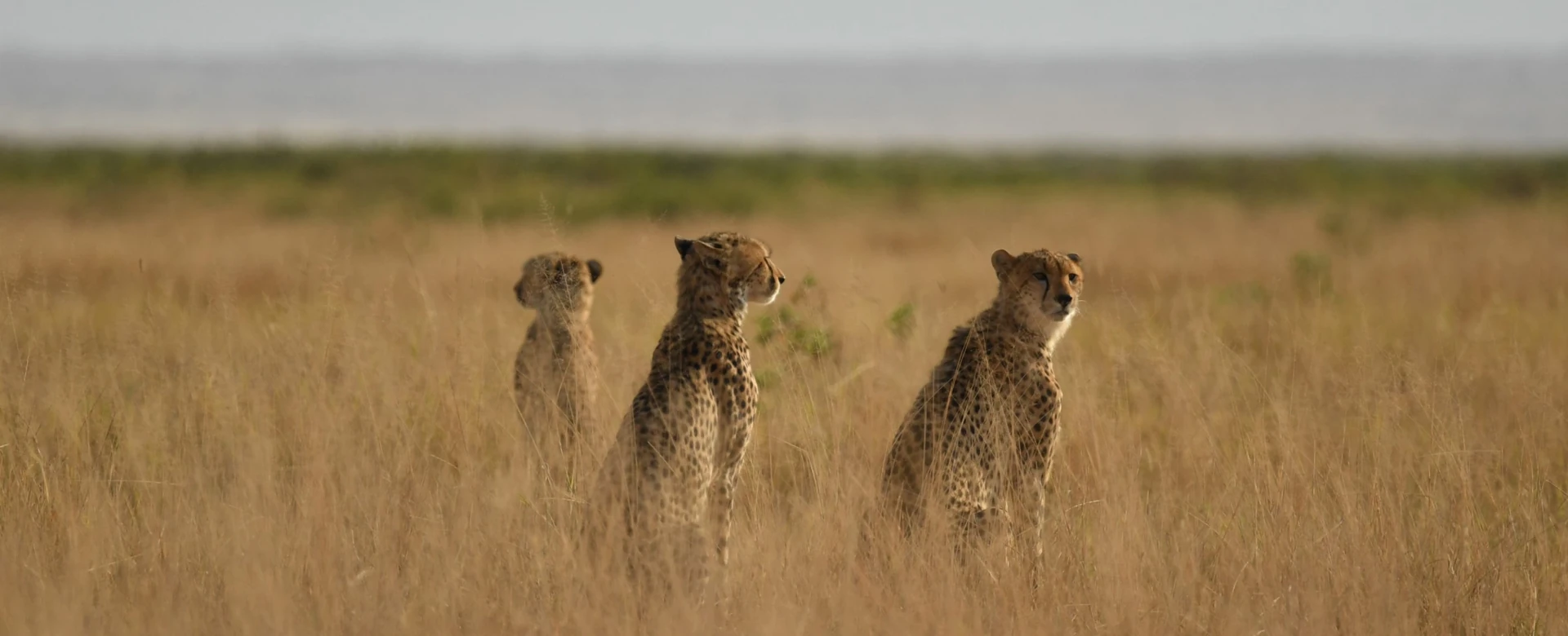 Amboseli & Tsavo Grand Safari