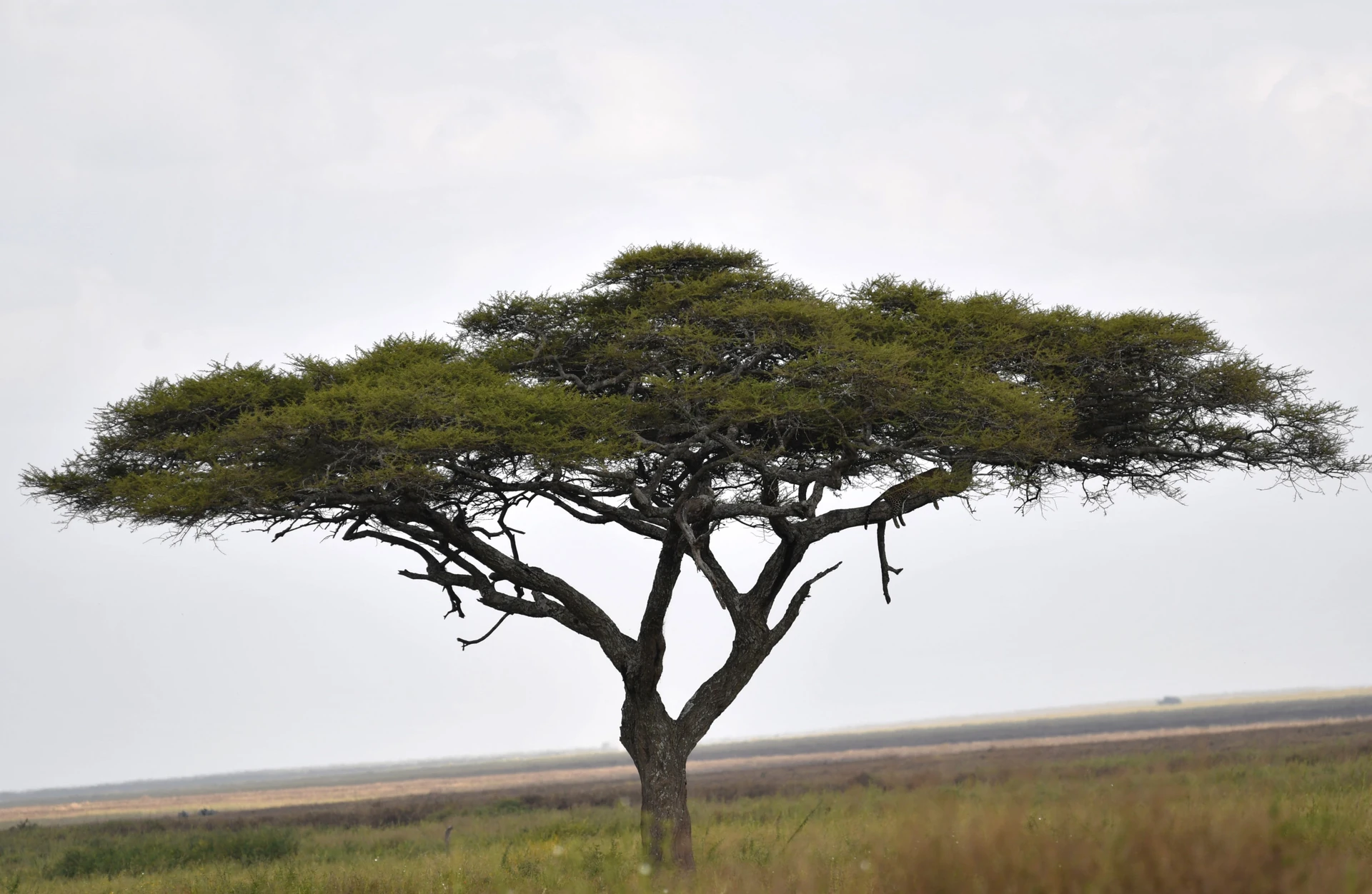 Kenya Explorer Safari