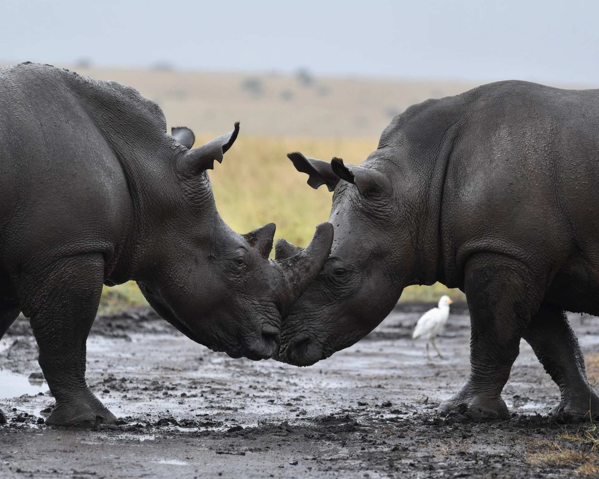 Northern & Southern Kenya Odyssey