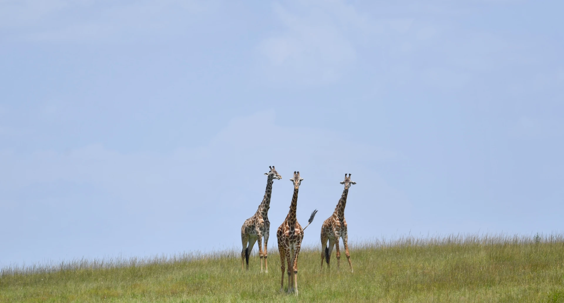 Kenya Heritage & Wildlife Safari