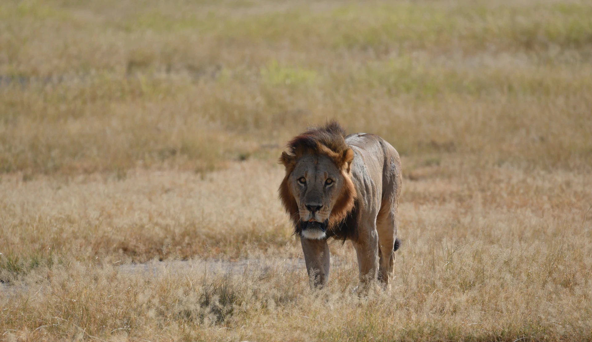 Kenya’s Complete Wildlife Experience