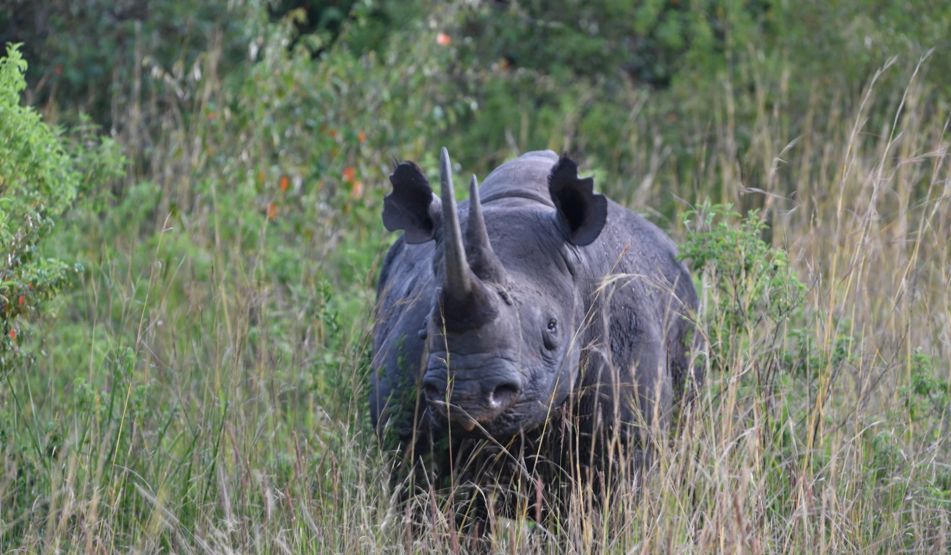 Kenya Wildlife & Landscapes