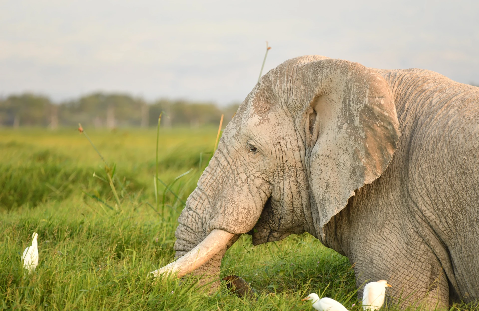 Ultimate Kenya Wildlife Circuit