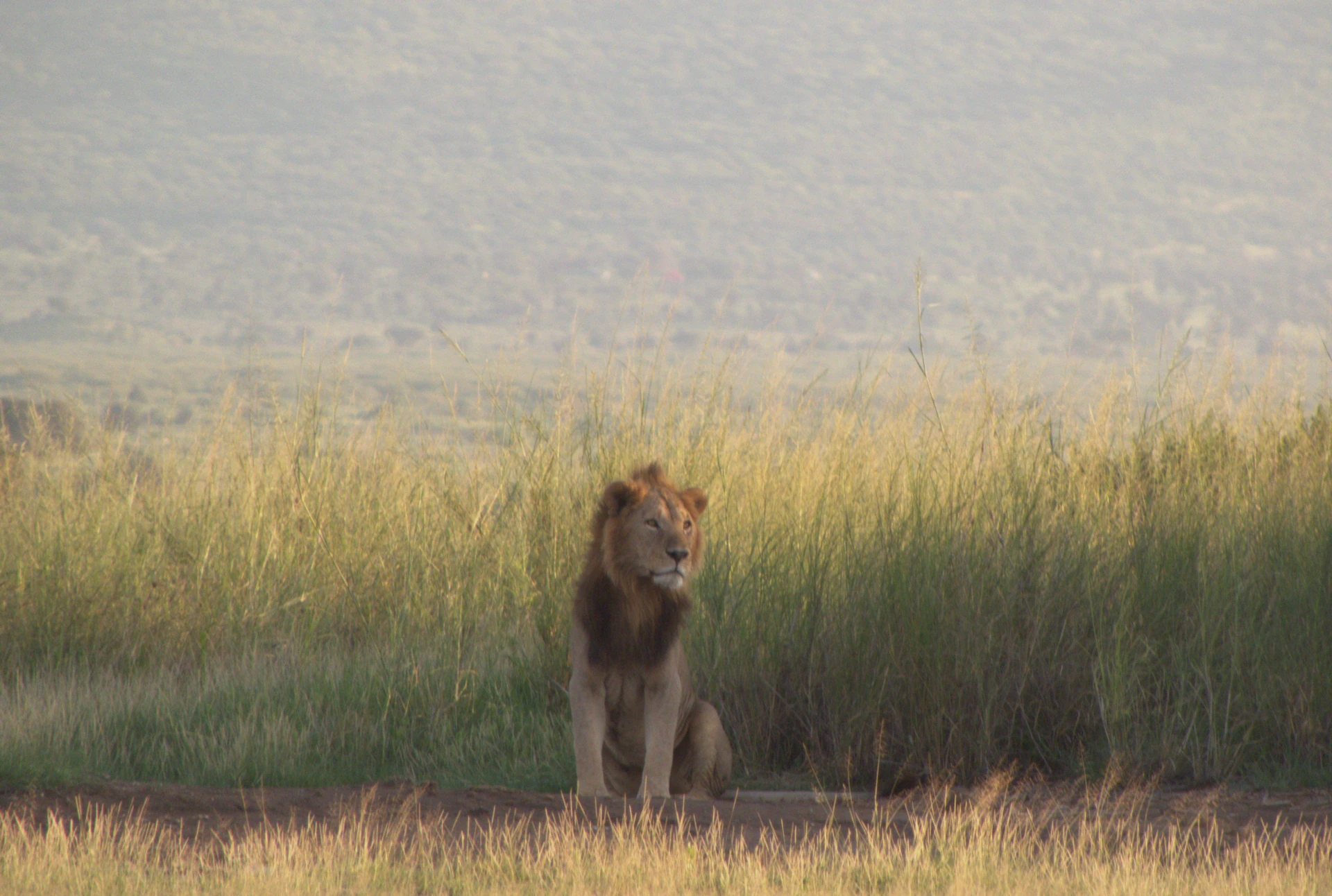 Kenya Wildlife Odyssey