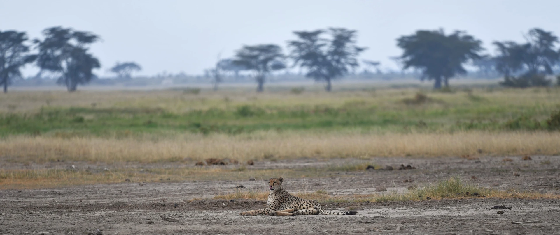 Complete Kenya Wildlife Safari
