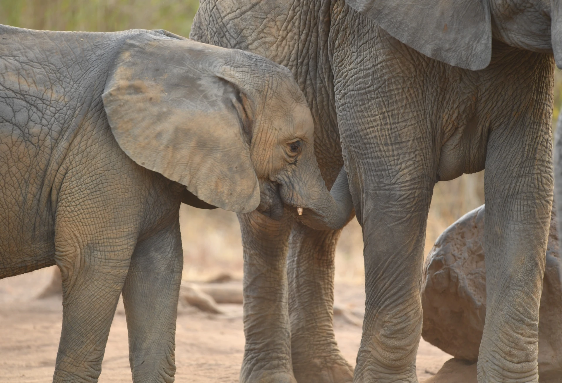 Kenya Grand Discovery