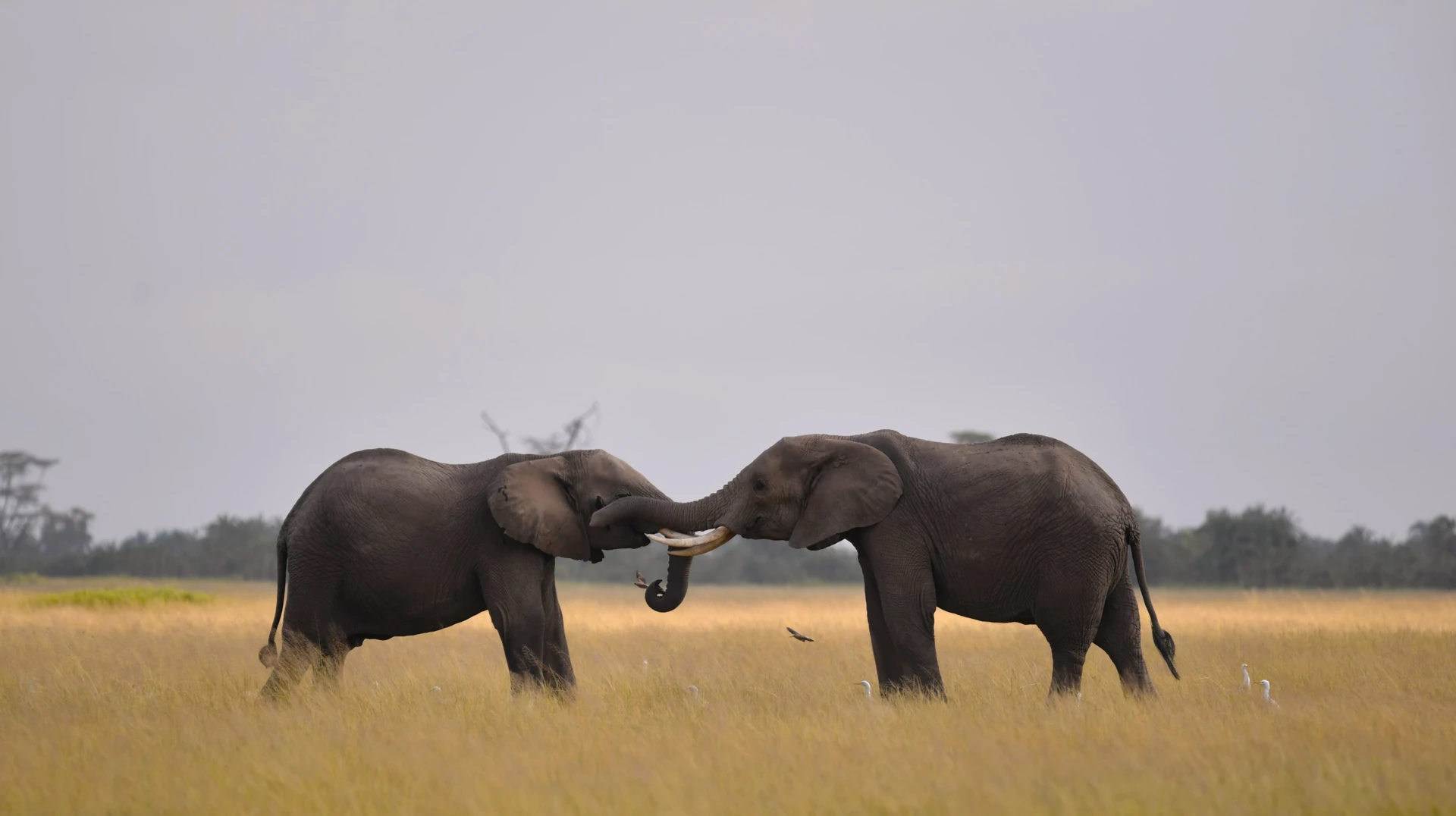 Kenya Premier Wildlife Experience