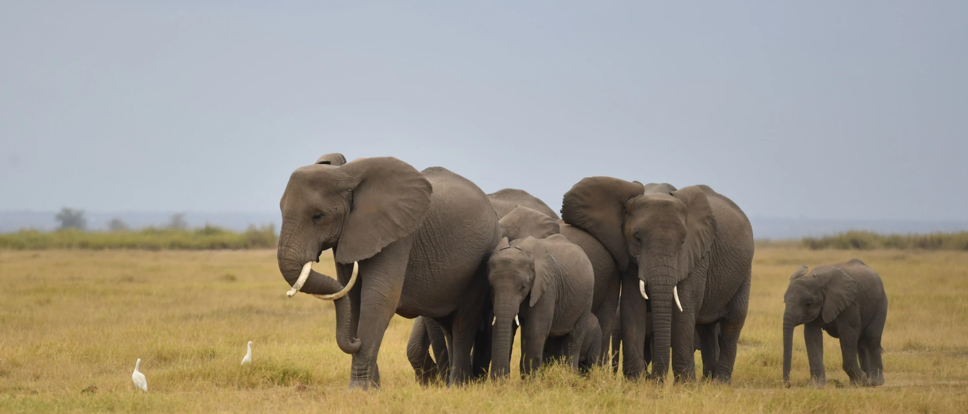 Kenya Grand Wildlife Expedition